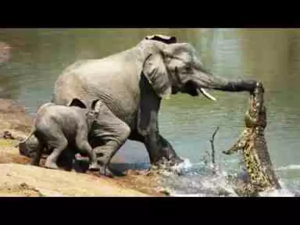 Video: Most Spectacular Crocodile Attacks Compilation including Crocodile vs Lion, Elephant